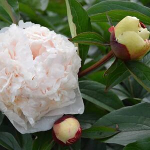 Paeonia lactiflora 'Festiva Maxima' ---